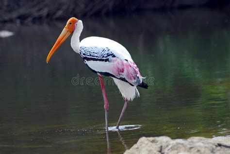 Pink stork. Things To Know About Pink stork. 